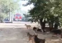 В Волгограде горел собачий приют «Мы в ответе»