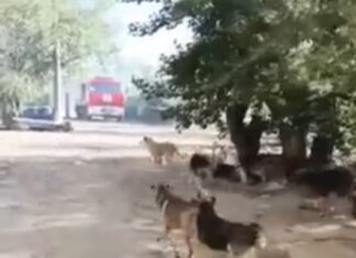 В Волгограде горел собачий приют «Мы в ответе»