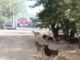 В Волгограде горел собачий приют «Мы в ответе»