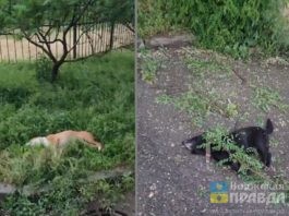 «Прыгнули за мячиком»: в Волгограде с лоджии 7-го этажа выбросили двух собак