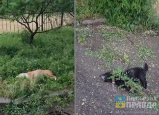 «Прыгнули за мячиком»: в Волгограде с лоджии 7-го этажа выбросили двух собак