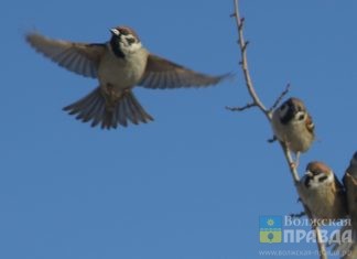 Благовещение 7 апреля 2024: чего нельзя делать, а что нужно, по народным традициям