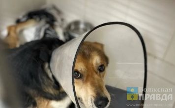 Агрессивен и сломлен: спасительница избитого граблями Рекса рассказала о состоянии волгоградского пса