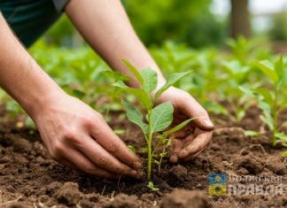 Жителям Волжского рассказали, что нужно посадить на даче в марте 2026 года