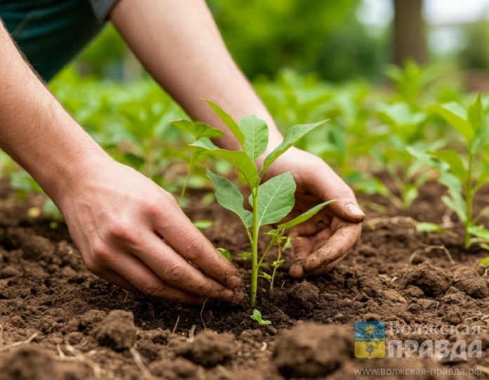 росток-саженец-дача-шедеврум
