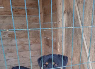 Хочу в добрые руки: Сильный Рой