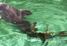 В реки Волгоградской области в текущем году выпустили 14,5 млн. мальков