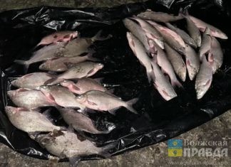 Подлещик и язь: два волгоградца заплатят штраф за ловлю плавными сетями