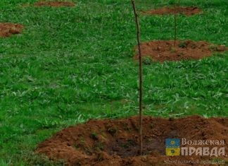 Более 4 тысяч зеленых насаждений украсят Волжский осенью 2024 года