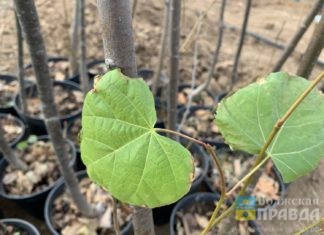 В Волжском у Дворца творчества «Русинка» высадили более 50 лип