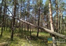 Зелёный кордон: леса Волгоградской области закрыли для посещений