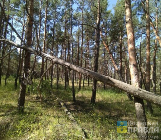Зелёный кордон: леса Волгоградской области закрыли для посещений