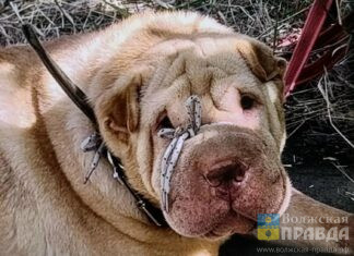 Удавка на морде и кровь на лапах: в Волжском шарпея привязали к дереву и бросили умирать