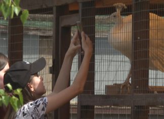 Пеликаны, еноты, эму: белгородские школьники посетили экоферму близ Волжского