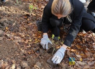В Волжском сквер имени Сапожниковых преобразился благодаря новым кустарникам