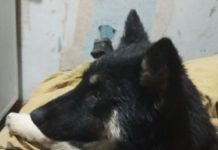 Хочу в добрые руки: Игривый потеряшка