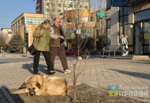 Волгоградские зоозащитники и ветеринары высказались насчет умерщвления агрессивных животных