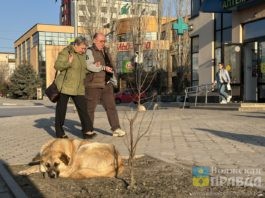 Волгоградские зоозащитники и ветеринары высказались насчет умерщвления агрессивных животных