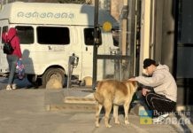 Волжанин считает, что безответственных владельцев животных – штрафовать