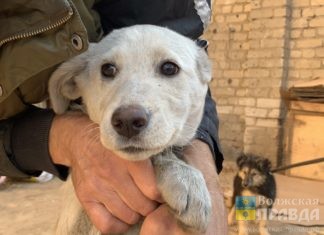 В Волжском проводится вакцинация от бешенства