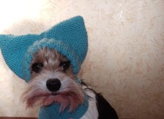 Ричард – вязаное сердце: Волжанка увлеклась созданием гардероба для своей собаки