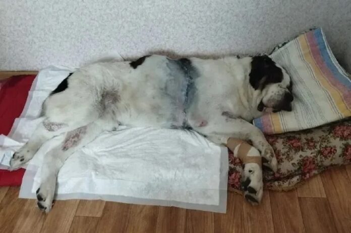 Собака. Алабай