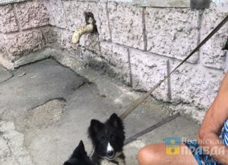 В Волжском голодные собаки просидели запертыми в квартире почти полмесяца