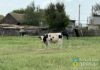 В Волгоградской области усилили безопасность от зооинфекций