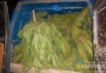 Новогодние елки – в дело: жителям Волжского посоветовали использовать их вторично