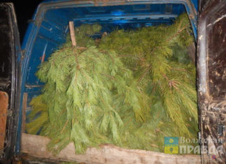 Новогодние елки – в дело: жителям Волжского посоветовали использовать их вторично