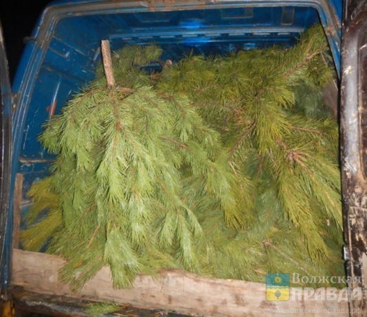 Новогодние елки – в дело: жителям Волжского посоветовали использовать их вторично