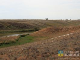 В Волгоградской области обнаружили адвентивную флору
