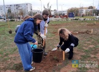 Волжане высадили в Космопарке 70 крымских сосен
