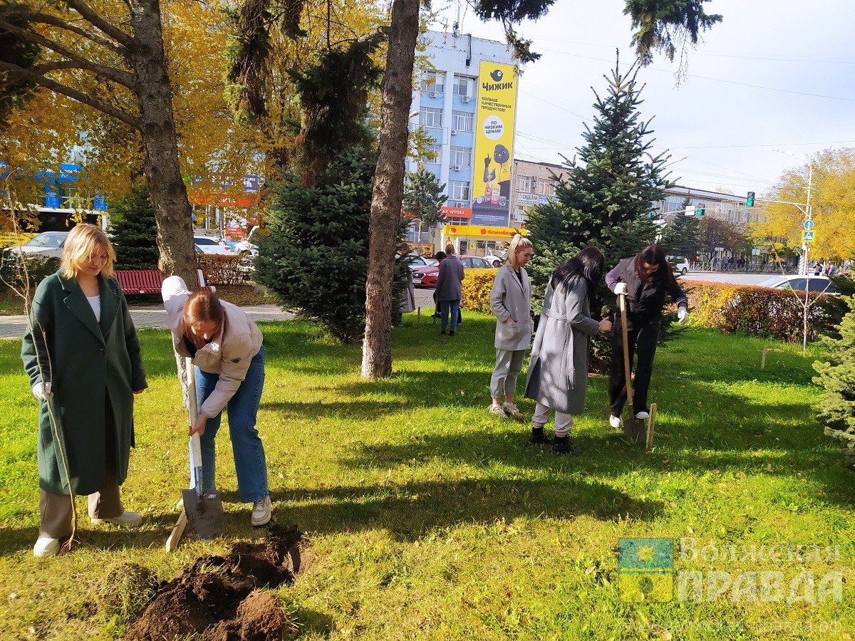 Хорошо приживаются и быстро растут: экологи Волжского составили список  деревьев для озеленения города | Новости Волжского - Волжская правда