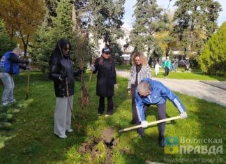 В сквере на площади Свердлова в Волжском высадили 50 саженцев лип