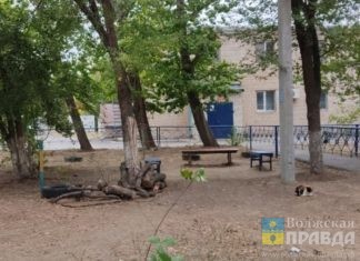 Двор общества слепых в Волжском избавили от сухостоя