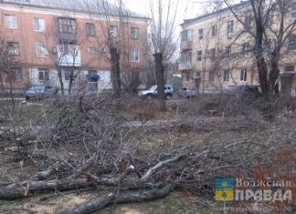 В Волжском спилят 279 старых деревьев