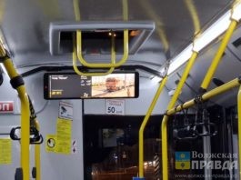 Гуляют, читают, дружат: в автобусах Волжского показывают ролик о пластилиновых сусликах