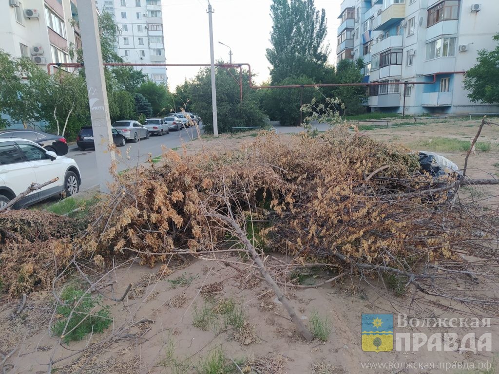 Волжане говорят о поваленных деревьях, большой очереди к врачу и плохом  воспитании | 02.07.2023 | Волжский - БезФормата