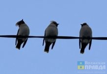 Диета для залётных: орнитолог рассказал, какие птицы зимуют в Волжском и как правильно сделать для них «столовую»