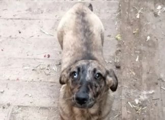 Хочу в добрые руки: Разноглазый таксёныш