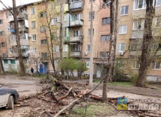 В Волжском сильный ветер вырвал тополь с корнем