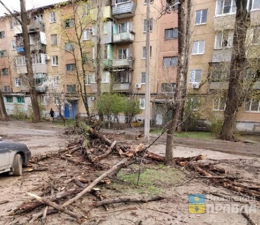 В Волжском сильный ветер вырвал тополь с корнем