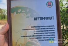 В Волгоградской области запатентовали Сталинградский тополь