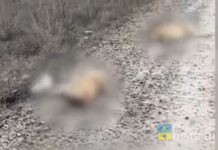 Разбитые головы и проволока на шеях: полиция Волгограда разбирается в жестоком убийстве собак