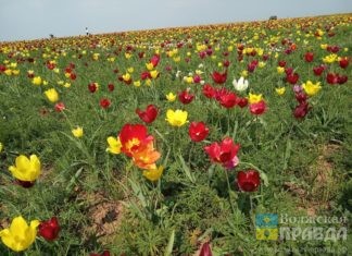 В Волгоградской области усилили охрану тюльпана Геснера
