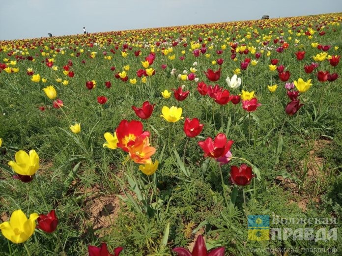 тюльпан - адм обл