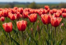 В Волгоградской области взяли под охрану «Тюльпановое поле»