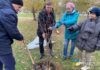 В Волжском высадили 125 пирамидальных тополей