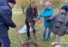 В Волжском высадили 125 пирамидальных тополей